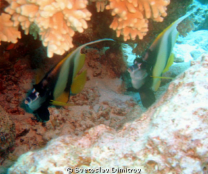 A couple of banner fishes under the rock by Svetoslav Dimitrov 